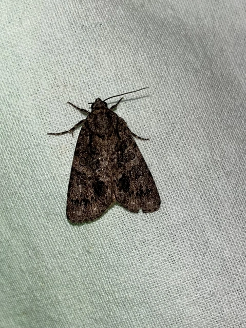 Acronicta rumicis - sóska-szigonyosbagoly