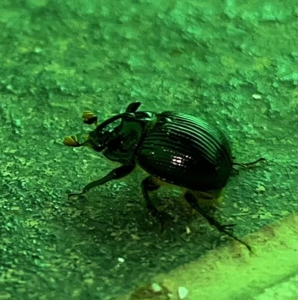 Odonteus armiger - mozgószarvú álganéjtúró