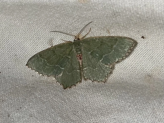 Hemithea aestivaria - nyír-zöldaraszoló
