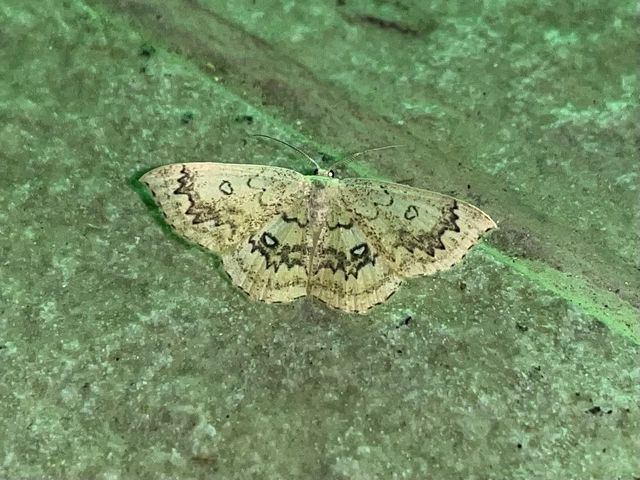Cyclophora annularia - gyűrűs pettyesaraszoló