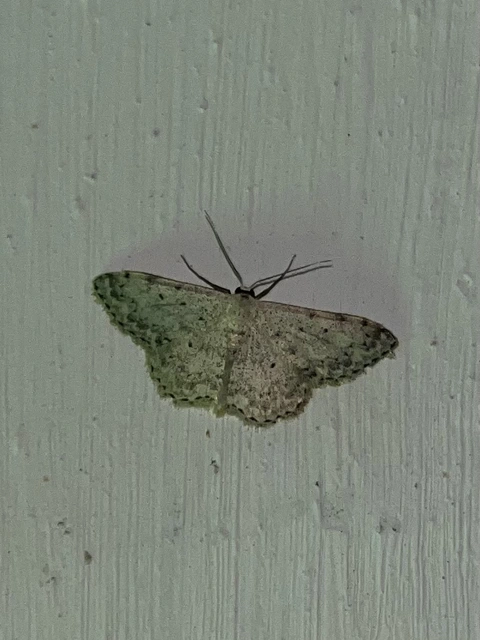 Scopula marginepunctata - pettyes sávosaraszoló