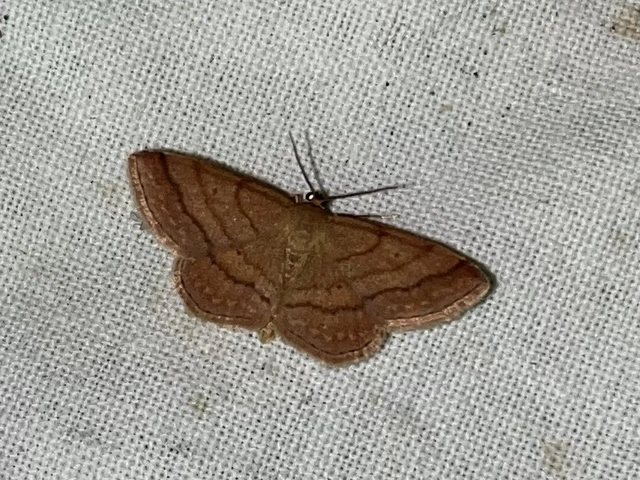 Scopula rubiginata - réti pirosaraszoló