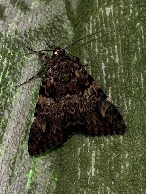 Catocala promissa - kis tölgyfa-övesbagoly
