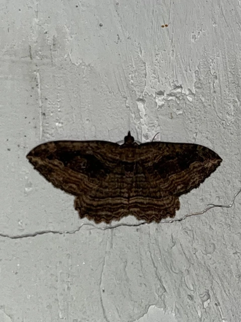 Philereme transversata - varjútövis-araszoló