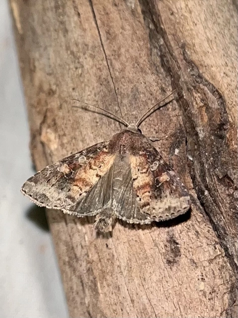 Parastichtis suspecta - sötét erdeibagoly