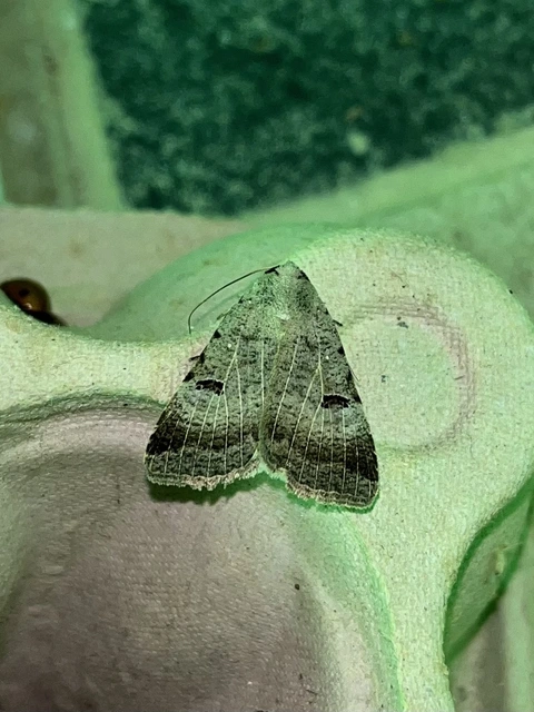 Lygephila craccae - gyakori csüdfűbagoly