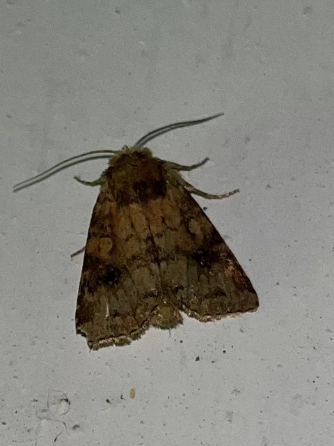 Atypha pulmonaris - tüdőfű-levélbagoly