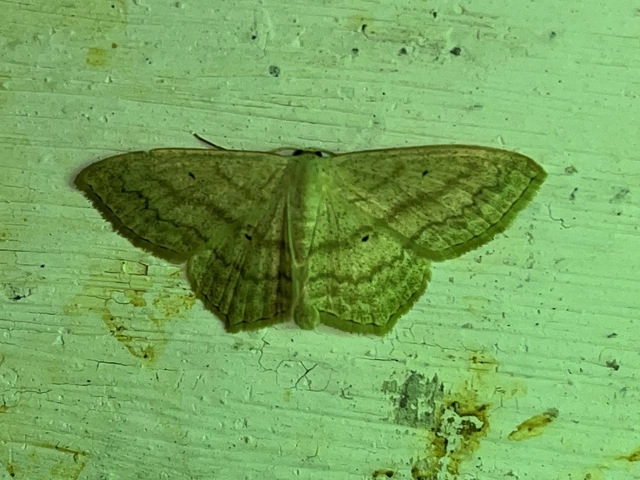 Scopula nigropunctata - feketepettyes araszoló