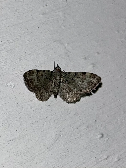 Pasiphila rectangulata - almavirág-araszoló