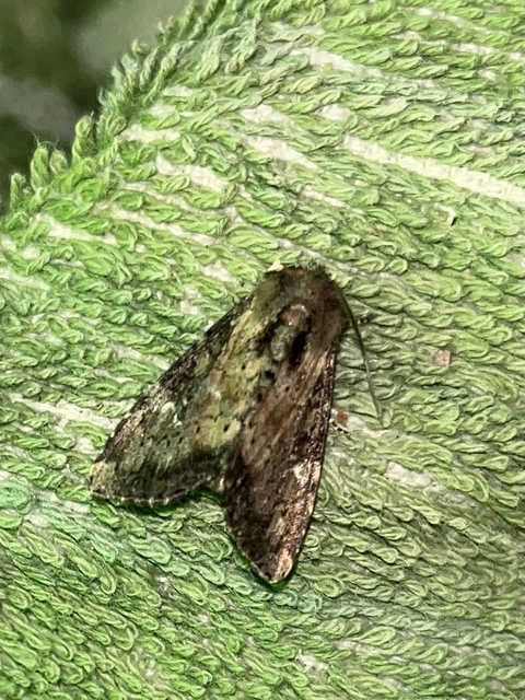 Loscopia scolopacina - csinos dudvabagoly