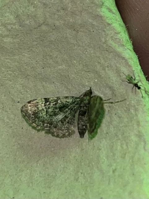 Pasiphila rectangulata - almavirág-araszoló