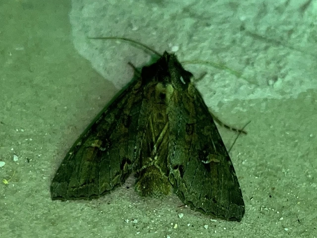 Polia bombycina - palaszürke bagoly