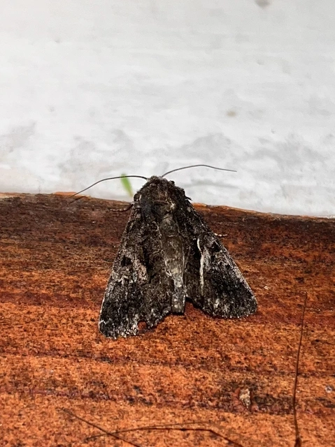 Anophia leucomelas - déli folyófűbagoly