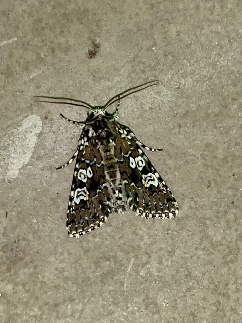 Lamprosticta culta - hármasfoltú bagoly