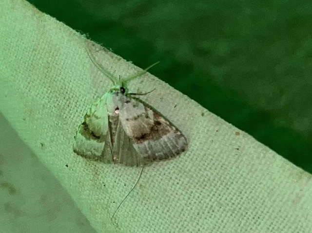 Meganola albula - fehér pamacsosszövő