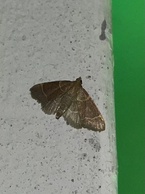 Hypsopygia glaucinalis - rezes fényilonca
