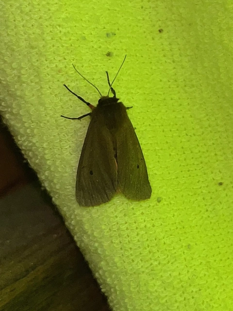 Phragmatobia fuliginosa - füstös medvelepke