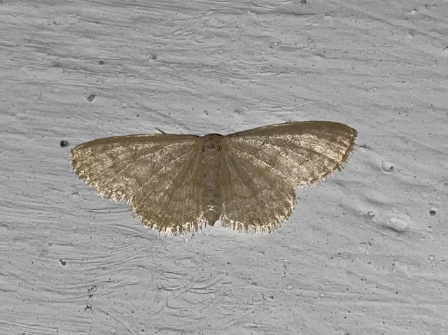 Idaea dilutaria - napvirág-apróaraszoló