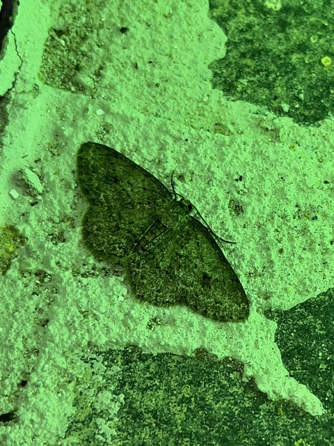 Ectropis crepuscularia - avararaszoló