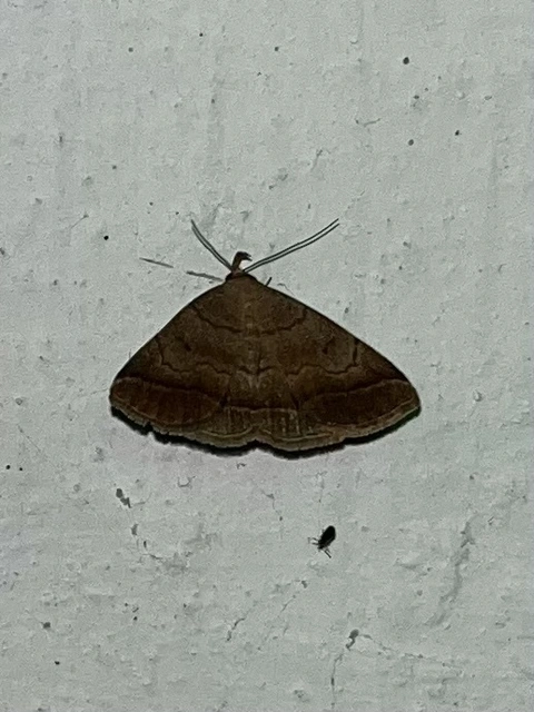 Zanclognatha lunalis - pelyheslábú karcsúbagoly