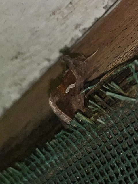 Macdunnoughia confusa - cseppfoltos ezüstbagoly