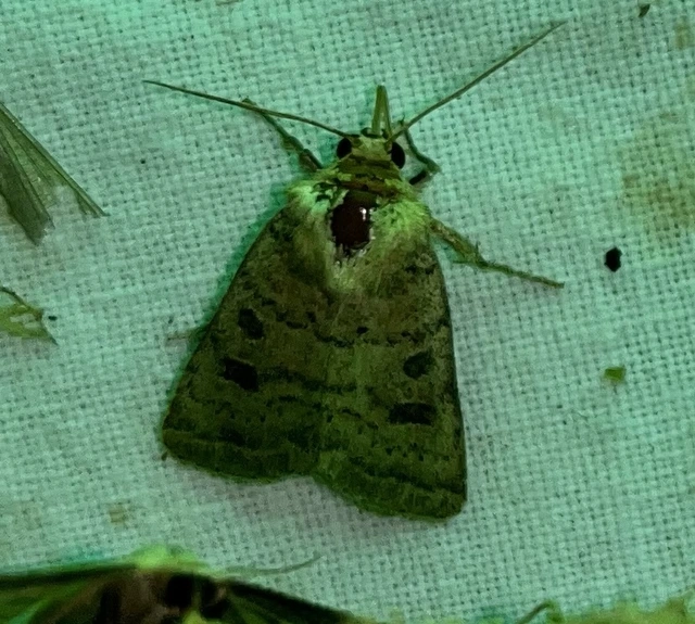 Hoplodrina octogenaria - barna selymesbagoly