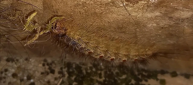 Lymantria dispar - gyapjaslepke