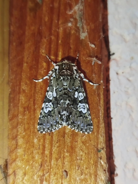 Lamprosticta culta - hármasfoltú bagoly