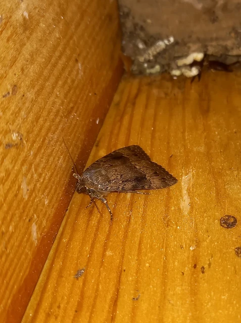 Amphipyra pyramidea - fahéjszínű bagoly