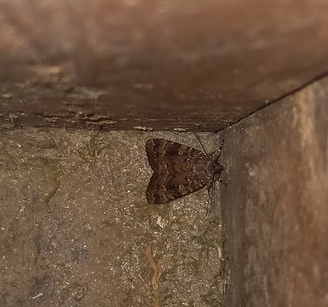 Amphipyra berbera/pyramidea