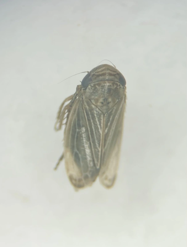 Macustus grisescens