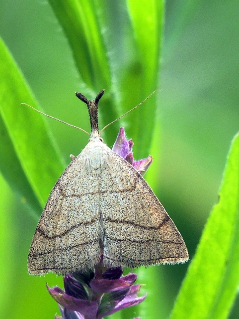 Polypogon tentacularia - sötétaljú karcsúbagoly