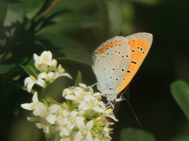 Lycaena dispar rutilus - nagy tűzlepke