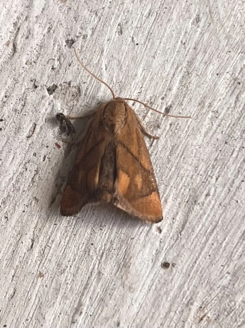 Apoda limacodes - kagylólepke