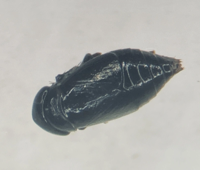 Bobacella corvina