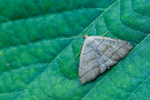 Herminia tarsicrinalis - szőröslábú karcsúbagoly