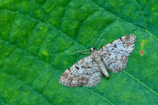 Eupithecia abietaria - nagyfoltú törpearaszoló