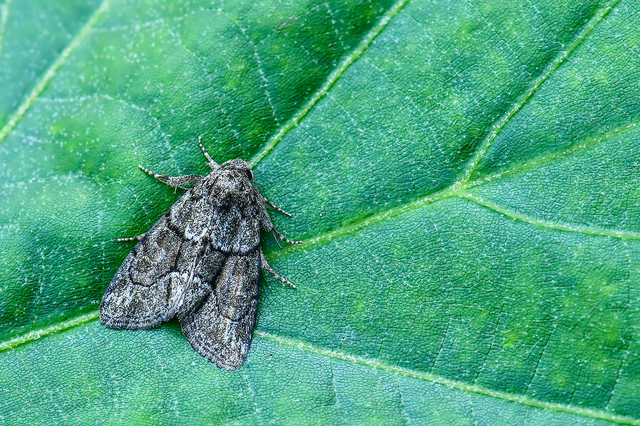 Cryphia fraudatricula - homoki zuzmóbagoly
