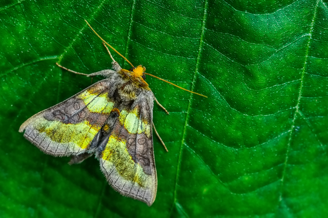 Diachrysia chrysitis - aranybagoly
