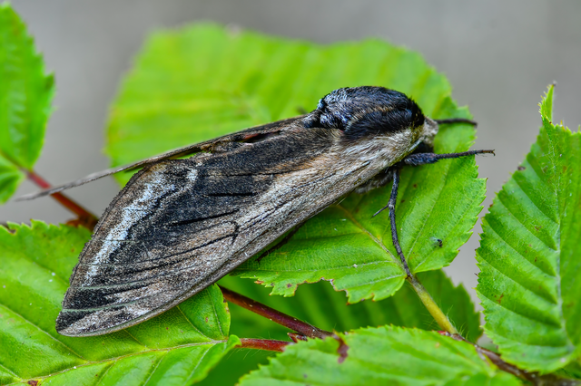 Sphinx ligustri - fagyalszender