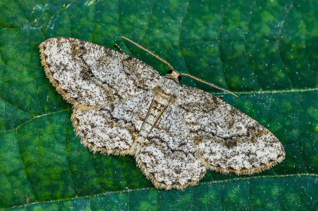 Ectropis crepuscularia - avararaszoló