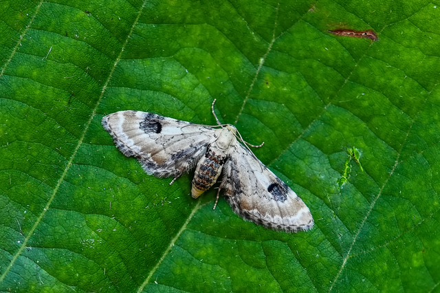 Eupithecia centaureata - búzavirág-törpearaszoló