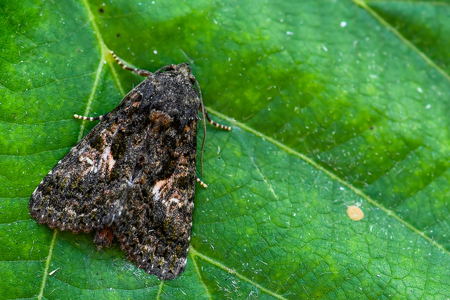 Anophia leucomelas - déli folyófűbagoly
