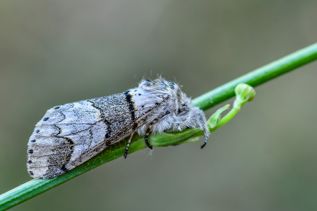 Furcula bifida - kis púposszövő