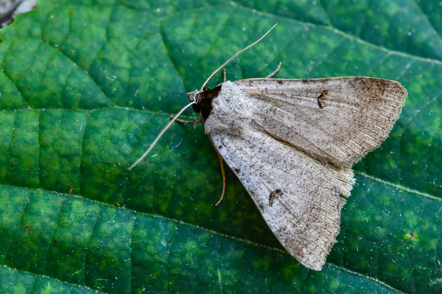 Lygephila craccae - gyakori csüdfűbagoly