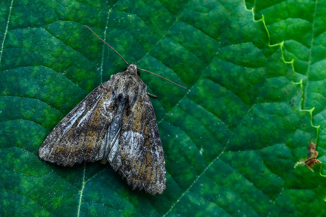 Loscopia scolopacina - csinos dudvabagoly