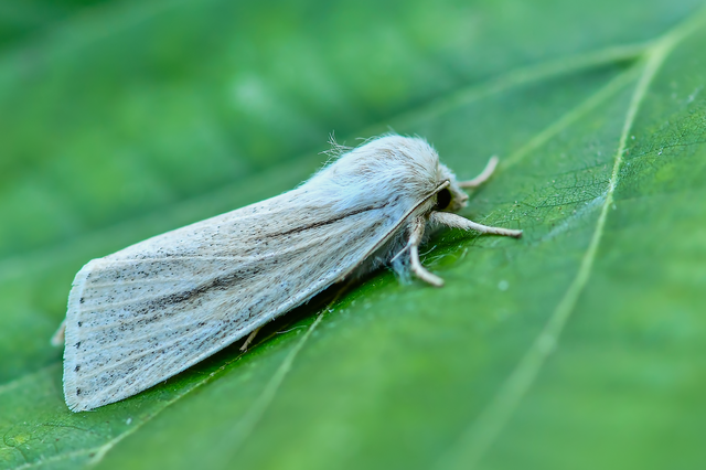 Simyra albovenosa - mocsári lándzsásbagoly
