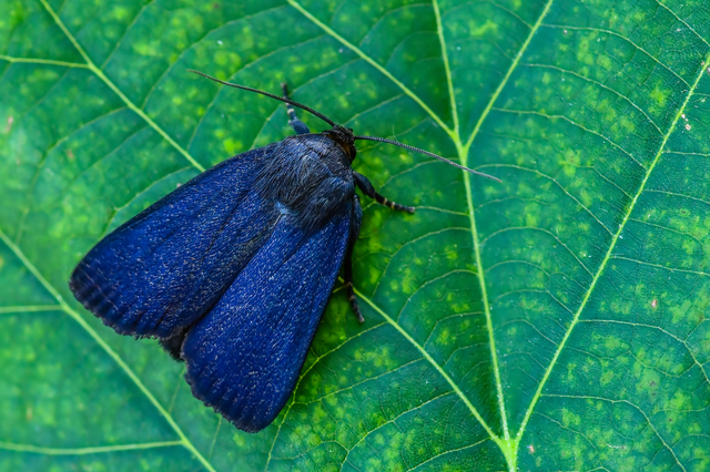 Amphipyra livida - zsírfényű bagoly