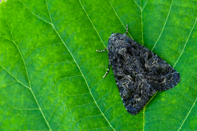 Anophia leucomelas - déli folyófűbagoly