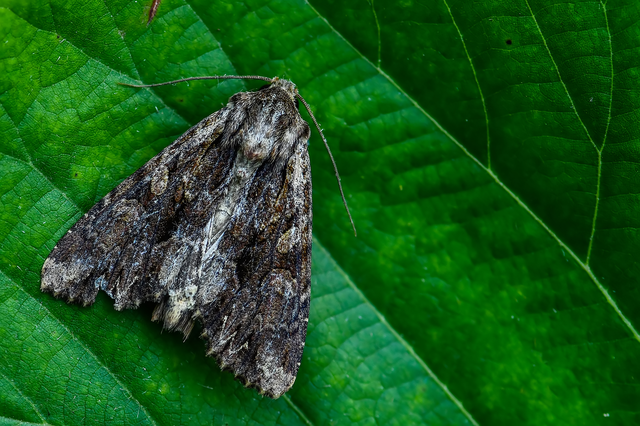 Apamea monoglypha - nagy dudvabagoly